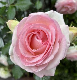 A single large rose, JPG A single large rose, JPG