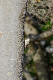 木の幹に佇む可愛いコゲラ コゲラ,小啄木鳥,野鳥の写真素材