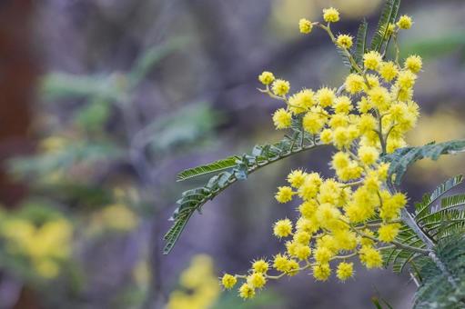 ミモザの花のクローズアップ ミモザ,花,春の写真素材
