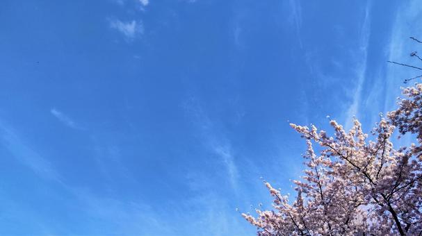青空と桜 青空と桜の写真