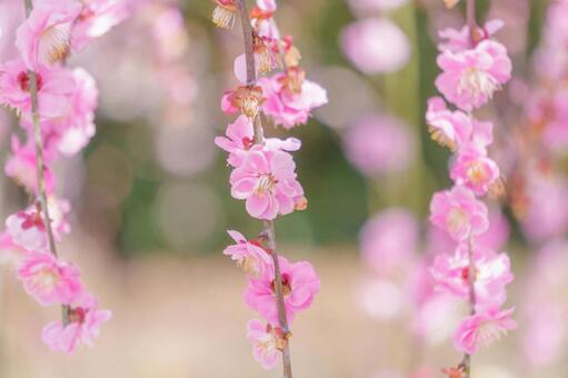 ピンクのしだれ梅 梅,ピンク,花の写真素材