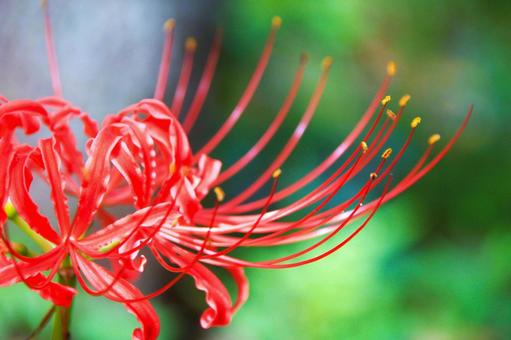 彼岸花 曼殊沙華 彼岸花 曼殊沙華 曼殊沙華,彼岸花,秋の写真素材