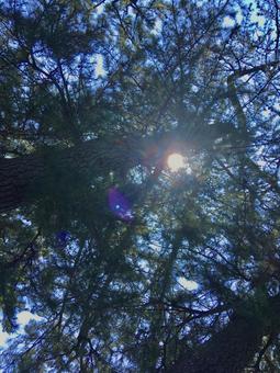 松林からの木漏れ日の写真