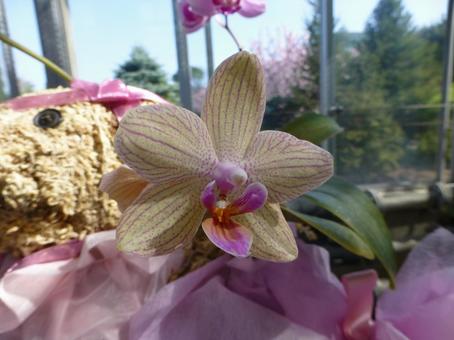 温室で育つ縞模様花びらのコチョウラン 温室で育つ縞模様花びらのコチョウラン 蘭,コチョウラン,洋ランの写真素材