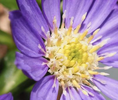 紫の花 紫の花の写真