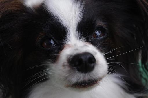 犬 パピヨン 犬 パピヨンの写真