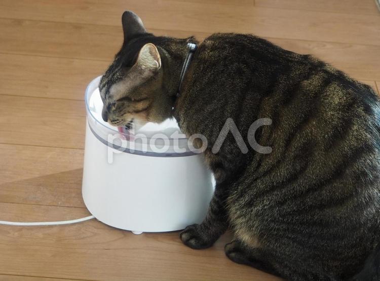 水を飲む猫　 ねこ,猫,動物の写真素材