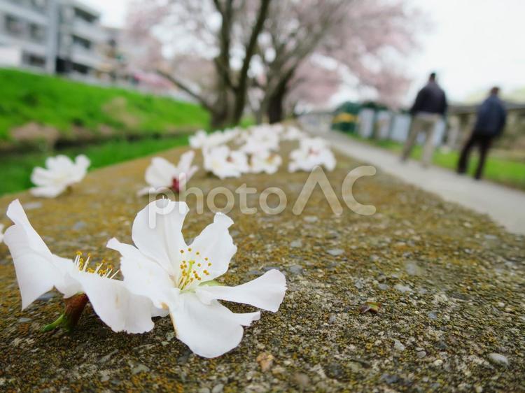 散った桜の花びら 桜,さくら,サクラの写真素材