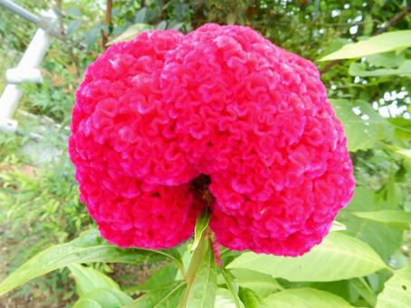 【花の写真】赤いケイトウの花 【花の写真】赤いケイトウの花の写真