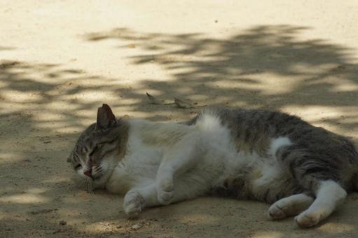 ねこ 箱座り,飼い猫,家猫の写真素材