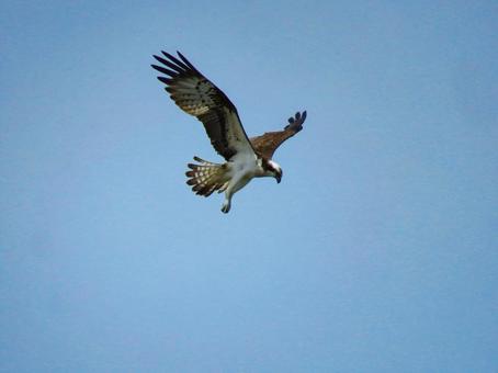 空中でホバリングするミサゴ 空中でホバリングするミサゴの写真