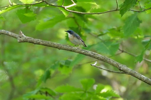 森林の中に止まるコルリ 森林の中に止まるコルリ コルリ,野鳥,山の写真素材