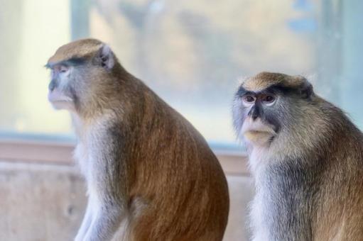 パタスザル パタスザル パタスザル,タパスザル,猿の写真素材