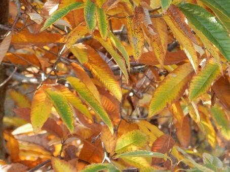 【紅葉写真】栗の葉の紅葉 栗,クリ,葉の写真素材