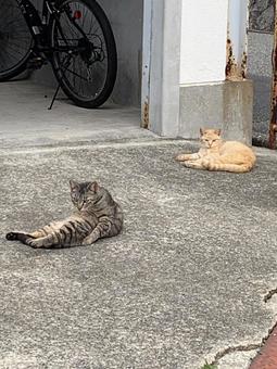 野良猫 野良猫の写真
