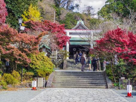 【神奈川県】秋の鎌倉宮 【神奈川県】秋の鎌倉宮の写真