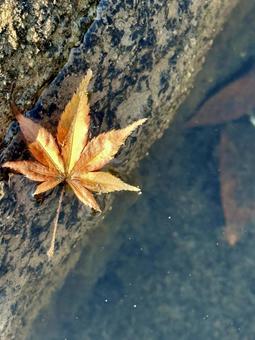 もみじと川の写真