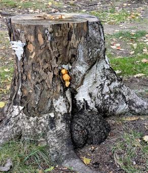 晩秋の切り株 風景,自然,切り株の写真素材