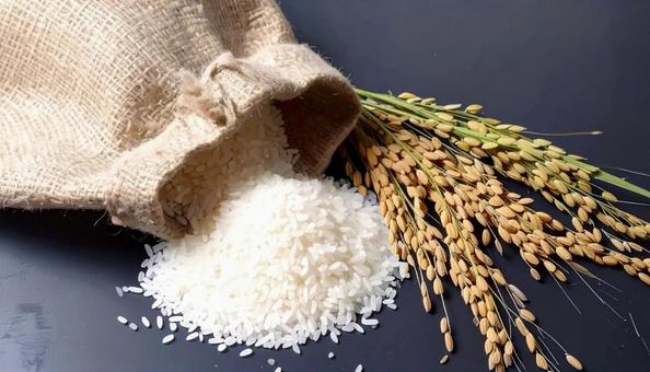 米と稲穂　秋　収穫の写真