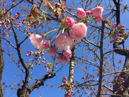 桜 桜の写真