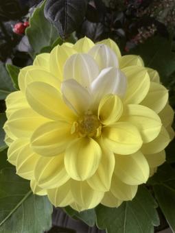 ダリア 花 ダリア 花 ガーデニング,園芸,秋の写真素材
