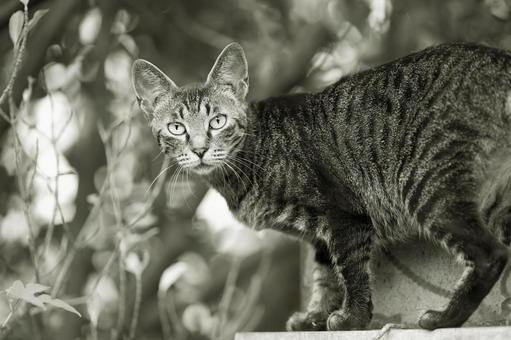 猫のモノクロポートレート 猫,野良猫,ねこの写真素材