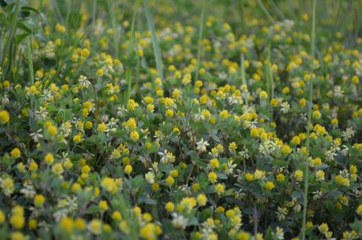 クスダマツメクサの写真