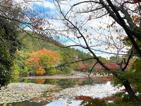 秋の龍安寺 秋の龍安寺 龍安寺,鏡容池,池の写真素材