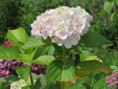 花 花の写真