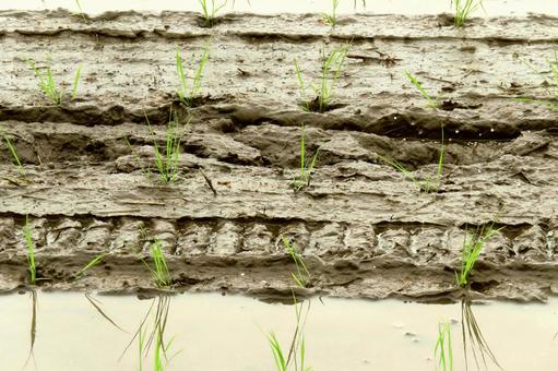 Rice field, JPG