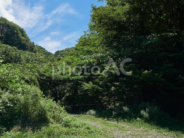 夏、暑い日の森の風景 夏,森林,日差しの写真素材