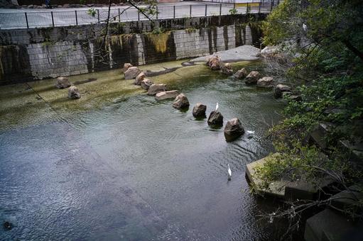 目黒川、白鷺たち 目黒川、白鷺たちの写真