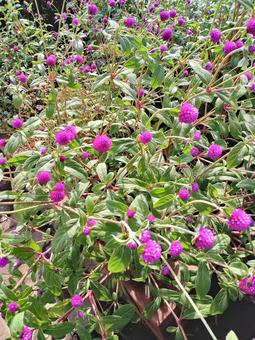 千日紅 千日紅 草,丸い花,ドライフラワーの写真素材