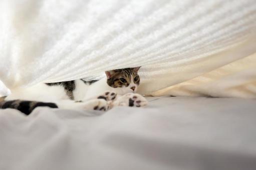 タオルケットの中の猫_04 タオルケットの中の猫_04 猫画像,ねこ写真,タオルケットの写真素材