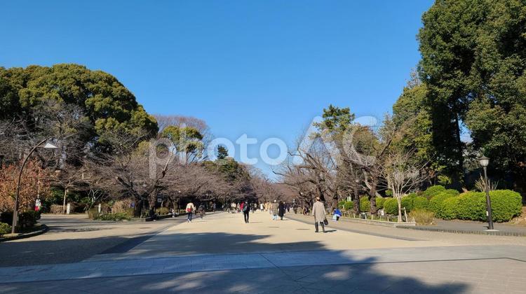 大きな公園をウォーキング 森,木,自然の写真素材