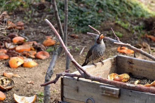 ヒヨドリの写真