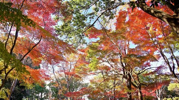 紅葉-1336 紅葉,モミジ,赤の写真素材