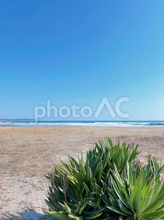 砂浜の風景 砂浜,海,植物の写真素材