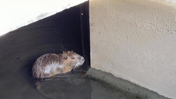 Aqueduct with Nutria, JPG Aqueduct with Nutria, nutria, creatures, animal, JPG
