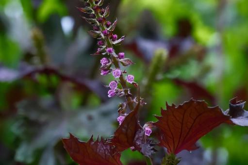 紫蘇の花 紫蘇の花の写真