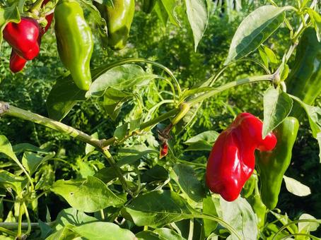 家庭菜園で育つみずみずしいピーマン ピーマン,赤ピーマン,野菜の写真素材