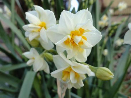 凛と咲く｜水仙(すいせん)の静かな輝き 水仙,すいせん,花の写真素材