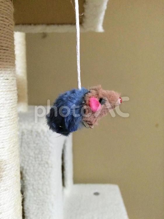 ねすみのおもちゃ ネズミ,ねこ,おもちゃの写真素材