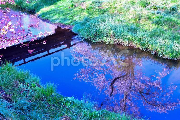 桜（忍野新名庄川） 桜,花,忍野の写真素材