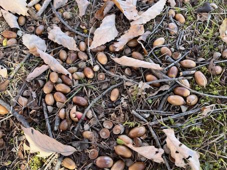 どんぐり どんぐり,枯れ葉,落ち葉の写真素材