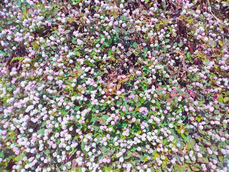 石垣に生えるヒメツルソバの写真