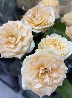 バラ バラ 花,バラ,ミニバラの写真素材