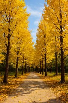 秋のイチョウ並木 秋のイチョウ並木の写真