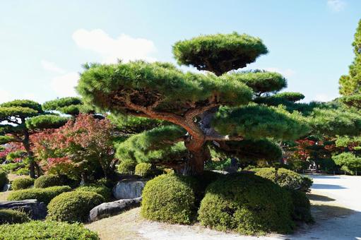毛利氏庭園の松の木 風景,庭園,木の写真素材