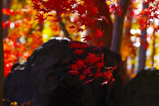 紅葉 紅葉,もみじ,植物の写真素材